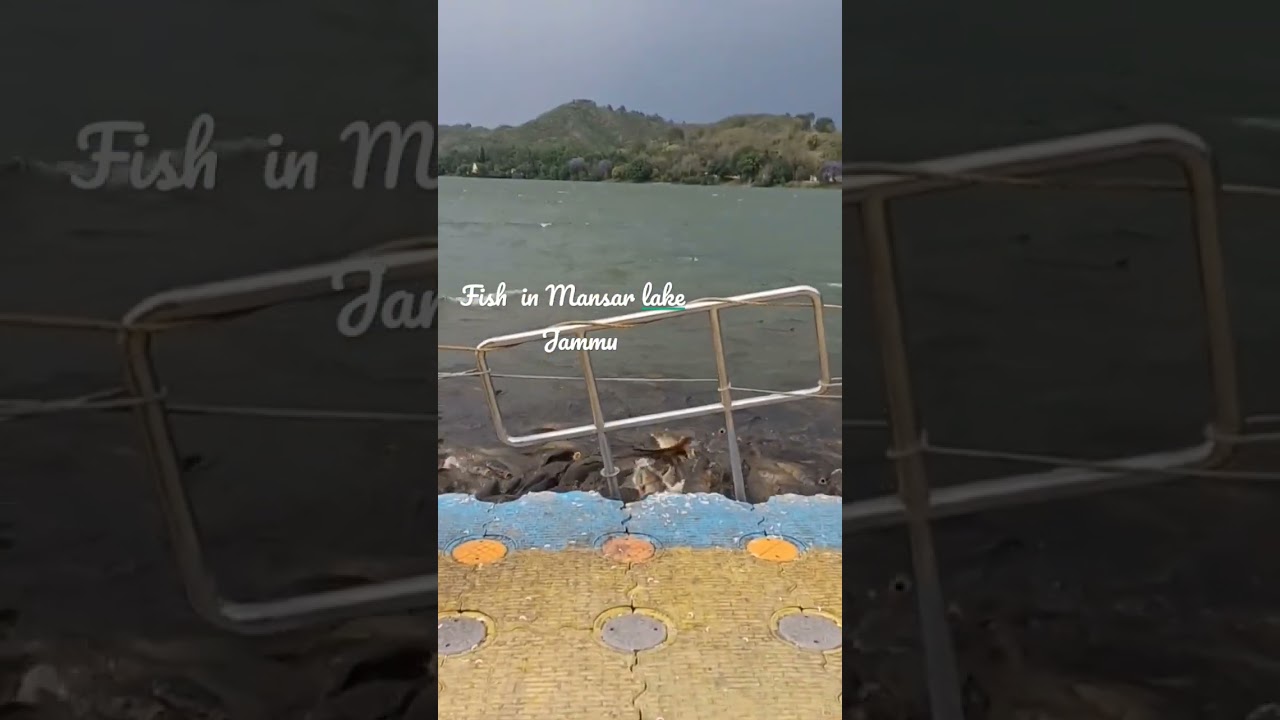 Fish  in Mansar  Lake Jammu 
