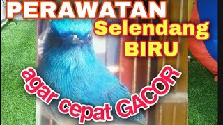 CARA MERAWAT BURUNG SELENDANG BIRU AGAR CEPAT GACOR