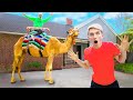 GIANT ZOO ANIMALS FOUND in SHARER FAM HOUSE!! (WHO DELIVERED a CAMEL?!)