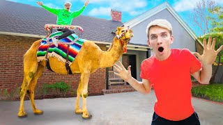 GIANT ZOO ANIMALS FOUND in SHARER FAM HOUSE!! (WHO DELIVERED a CAMEL?!)