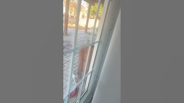 My first loop video #loop #music #knowledge #cat #facts #pets #lifeisbutadream #funny