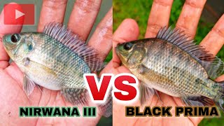 Download Lagu Perbedaan fisik Nila Nirwana 3 dan Nila Black Prima | Budidaya Ikan Nila Sistem Bioflok MP3 Download Lagu Perbedaan fisik Nila Nirwana 3 dan Nila Black Prima | Budidaya Ikan Nila Sistem Bioflok MP3