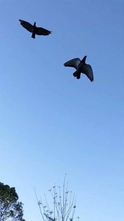 Burung Merpati Viral !! Turun kayak Batu meteor !!