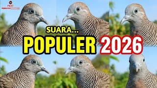 Suara Burung Perkutut Paling Populer Untuk Pancingan 2026 