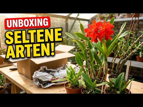 Orchideen-Unboxing: In diesem Paket stecken seltene Arten