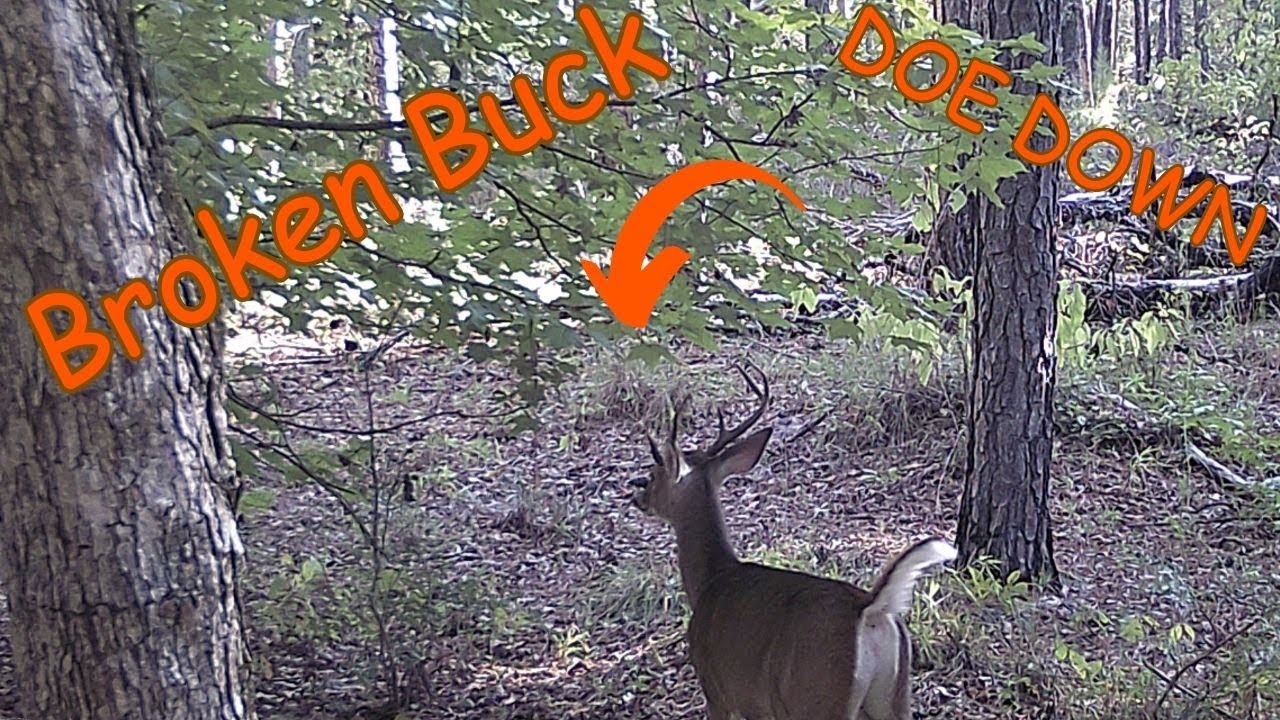 Finally Found a Buck?! Doe Down?