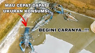 HOW TO GROW FRESHWATER LOBSTERS TO MARKET SIZE QUICKLY