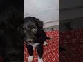 cachorro fofo de Más