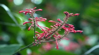 Olympus ED 45mm F1.8 lens flickr samples (4K II)