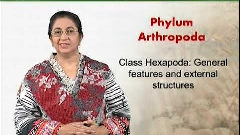 Class Hexapoda | Animal Diversity Invertebrates | ZOO512T_Topic164