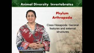 Class Hexapoda | Animal Diversity Invertebrates | ZOO512T_Topic164