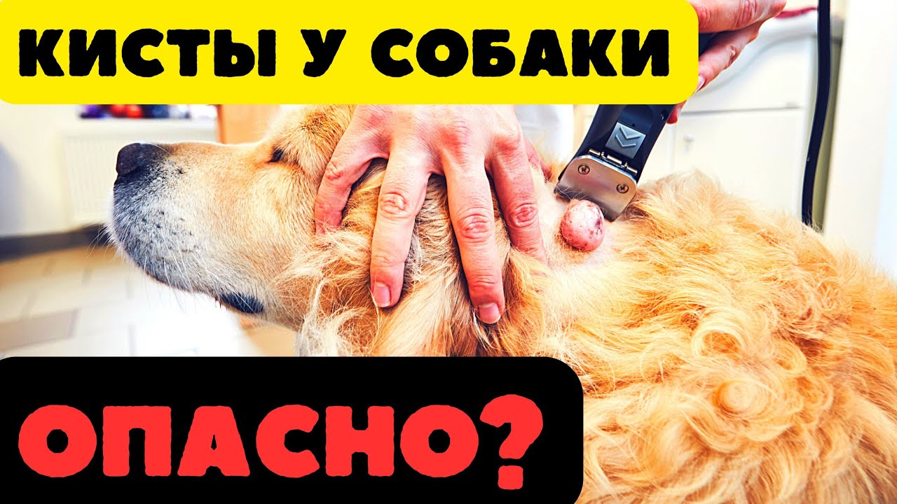 🐕📝🐾 Кисты у собаки: стоит ли паниковать?