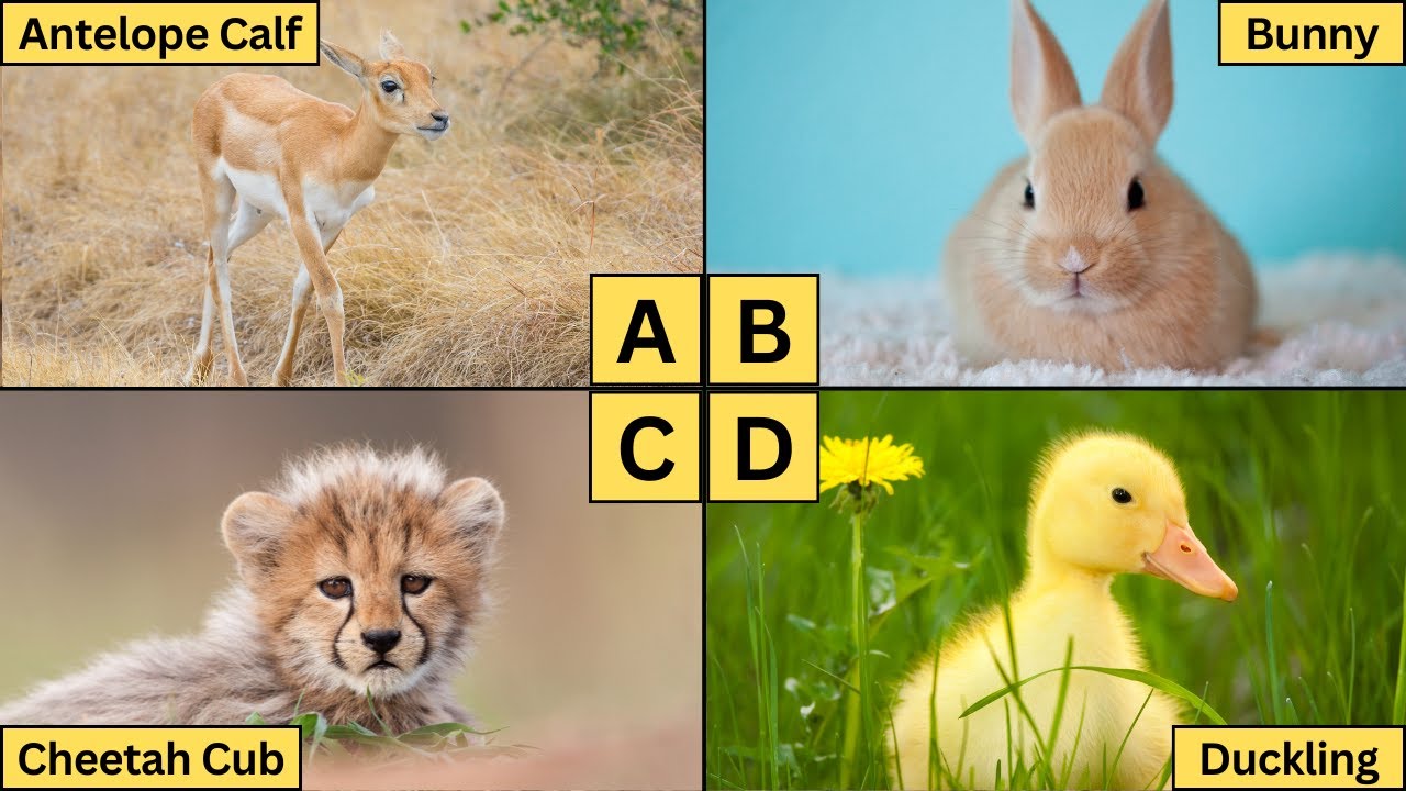 ABC Baby Animals | Learn the Alphabet from A to Z | Animal Kingdom for Kids