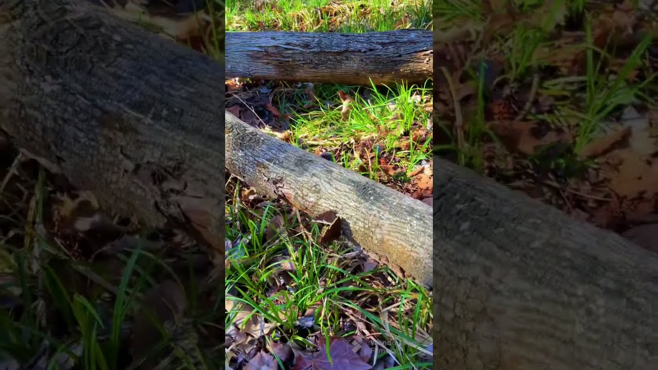 Fascinating World of Moth Mating: Witness the Beauty of Courtship Rituals 