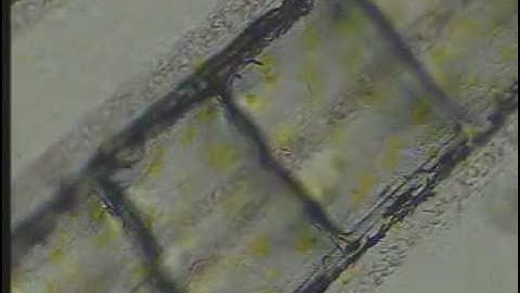 Tail fin capillary blood flow