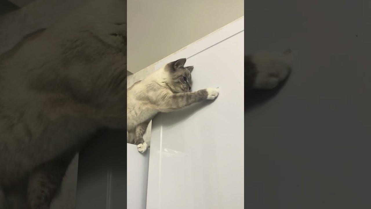 А ваши помогают?🥰 