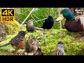 Vido pour chat  Oiseaux cureuils canards sous larbre  8 heures 4K HDR