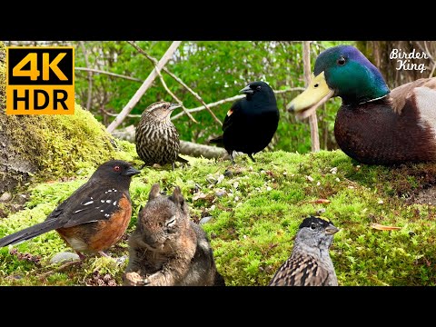 Cat TV for Cats to Watch 😺 Birds Squirrels Chipmunks Ducks Under the Tree 🐿 8 Hours 4K HDR
