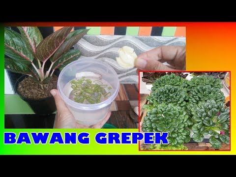 Bisnis Kangkung Hidroponik dalam Baskom Paling Simpel Bisnis Kangkung Hidroponik dalam Baskom Paling Simpel