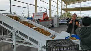 Orange Sorting Line from Vsee Company