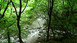 【癒しの音】4K自然音 川のせせらぎ🏞作業/睡眠/瞑想/読書BGM