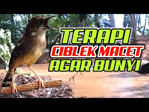 TERAPI CIBLEK MACET DAN PANCINGAN CIBLEK AGAR CEPAT BUNYI / SUARA CIBLEK GACOR
