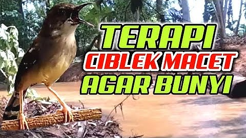 TERAPI CIBLEK MACET DAN PANCINGAN CIBLEK AGAR CEPAT BUNYI / SUARA CIBLEK GACOR