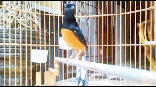 MASTERAN KOMPLIT SIANG & MALAM  pakai 1 masteran ini saja  burung GACOR SEKETIKA