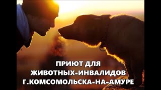 Общественная Организация Защиты Животных приют для животных-инвалидов ЗООСПАС Комсомольска-на-Амуре Общественная Организация Защиты Животных приют для животных-инвалидов ЗООСПАС Комсомольска-на-Амуре