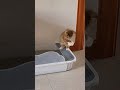 #foryou #cat #catlover #petlover #catsoftiktok #cattoks... #Shorts #catonline520
