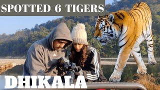 6 Tiger Sightings Back To Back. Dhikala Zone Jim Corbett National Park Uttarakhand. Travel