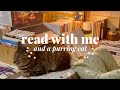 Cozy read with me  a purring cat on a rainy night 