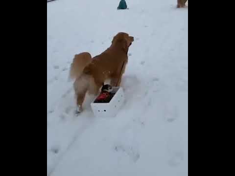 Golden Retriever takes Cat on Sleigh Ride through the Snow - YouTube