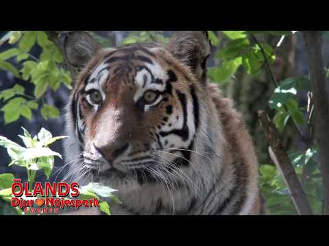 Video: Utrotningshotade djurarter