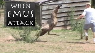 When Emus Attack - Emu Chases Man