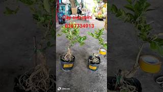 Ac yêu thích LH kim Quyên #bonsai #caycanh #siro #fruit #garden #gardening