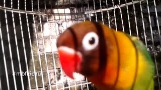MASTERAN LABET , YANG PALING DICARI OLEH LOVEBIRD BALIBU MUDA USIA 3 BULAN