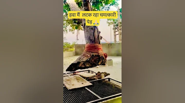 हवा मैं  लटक रहा चमत्कारी पेड़ | baba jagannath puri🙏🏻 #temple #shorts #jagannath #hanuman #haryana