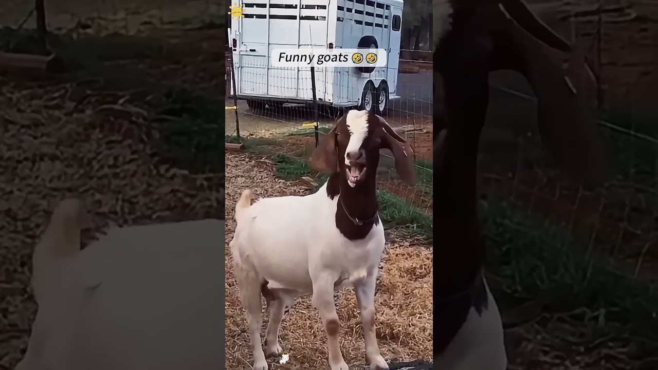 Funny goats and their behavior 🐐 