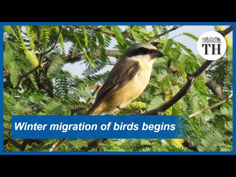 Video: How Migratory Birds Winter