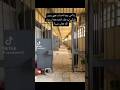 يمه لاتدورين أسمي بسجلات الموت أبنج عايش يايمه وبمكبس انطحنت عظامه جرا ئم بشار الأسد Edit يمه لاتدورين أسمي بسجلات الموت أبنج عايش يايمه وبمكبس انطحنت عظامه جرا ئم بشار الأسد Edit