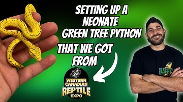 Setting Up A Neonate Green Tree Python!!