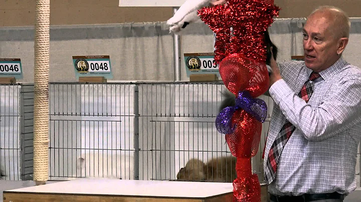 CFA World Show 2014, Larry Adkison longhair kitten...
