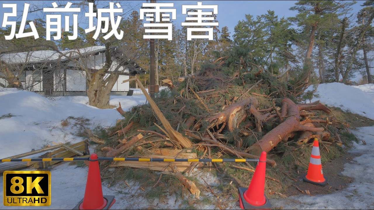 雪害】大雪で折れた弘前城の桜たち【青森県弘前市】8K - YouTube