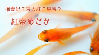 #3 楊貴妃メダカ？東天紅メダカ？紅帝メダカ？違いは？