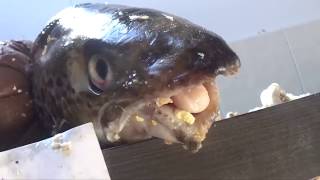 Weird Edited Howtobasic Video Complation