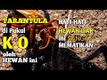 TARANTULA