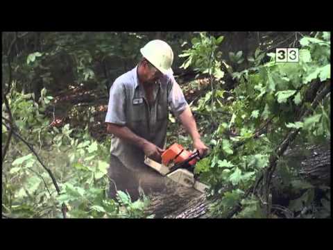 Vídeo: Carpina (31 Fotos): Descripció De L'arbre, Les Fulles I L'escorça, On Creix A Rússia, Propietats De La Fusta, Diferències De L'om, Fulles Del Cor I Altres Espècies