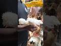 fancy chicks. chicks hat in bd. #shorts #viralvideos #chicks