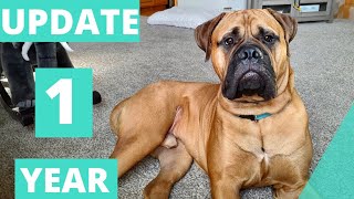Living With A Bullmastiff (1 Year Old)
